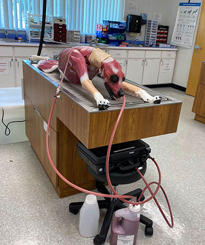 An anatomical dog model attached to hoses sprawled on an examination table in a clinical setting.