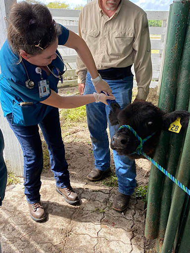 A brunette woman, Christina Miller, in a blue shirt and a stethoscope, clamps an ear tag onto a black calf while a man looks on.