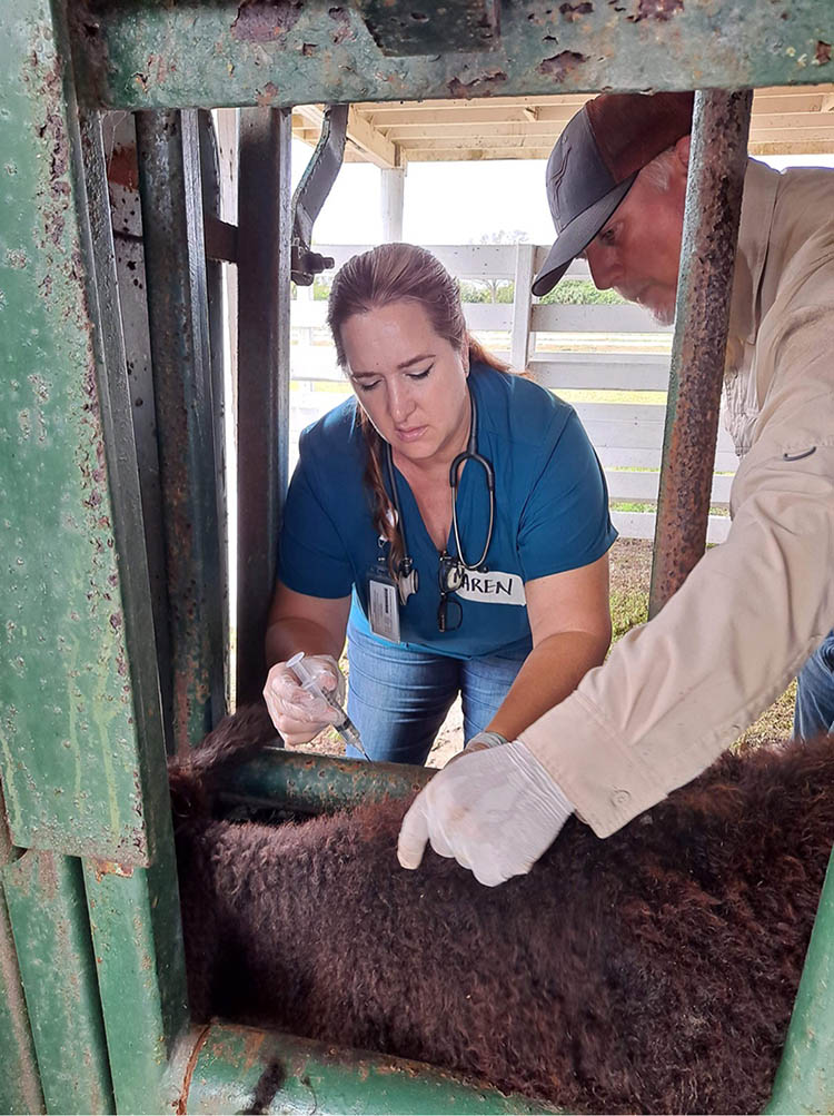 A blond woman wearing a blue shirt and a stethoscope, Maren McAvoy, leaning over a calf with a syringe, with a man in a white coat and baseball cap standing beside her.