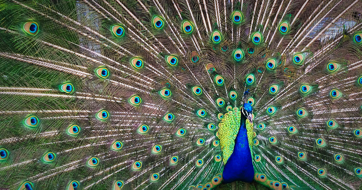 A peacock with its tail feathers spread. This bird often symbolizes confidence, and brings to mind college confidence tips.