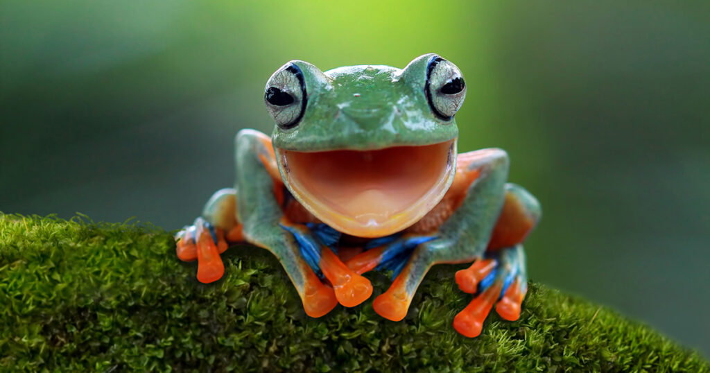 Gliding frog (Rhacophorus reinwardtii) sitting on moss, representing the eat the frog time management technique. The frog looks like it is laughing.