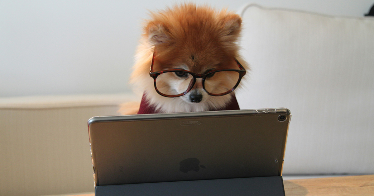 A small brown and white dog wearing glasses looking at an iPad. The dog is implementing some virtual interview tips.