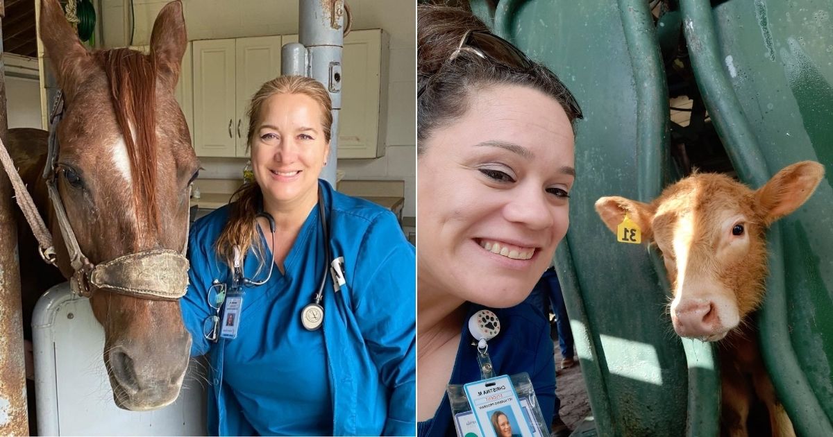 Side-by-side collage of two veterinary technology students: Maren McAvoy, a smiling blonde woman in scrubs standing next to a horse, and Christina Miller, a smiling brunette woman with sunglasses on her head, wearing scrubs and standing beside a calf with an ear tag.