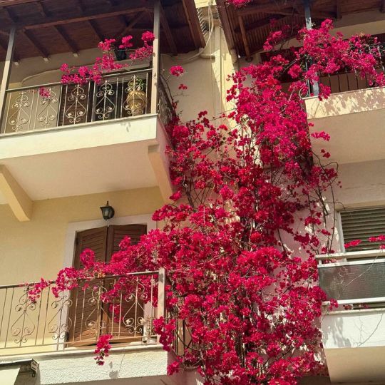 Pink florals bloom on a vine up a series of Greek apartments