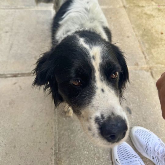 A white and black dog, resembling a border collie, sniffs at the camera